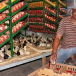 Kualitas Telur Terbaik dari Mesin Penetas